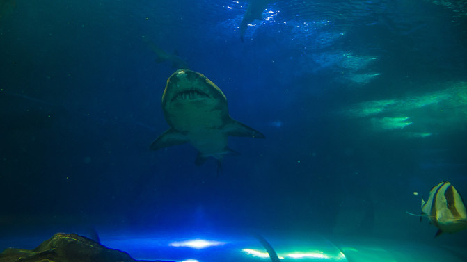 自由飞翔的鸟视频大全 CggYGlZ8yWiAfeZwABk83-Uun2c074_R_671_10000_Q90.jpg?proc=autoorient