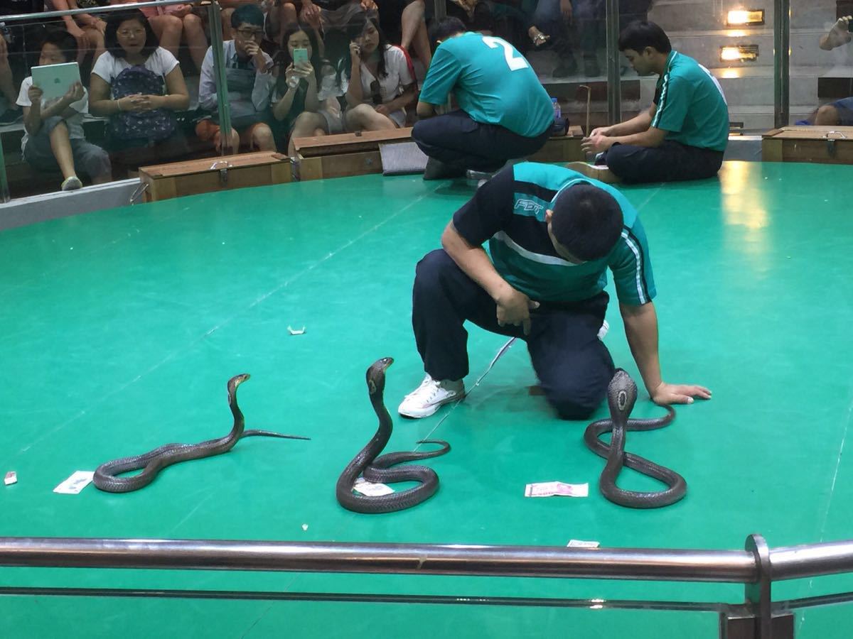 科学网—吐芯的蛇：摄于北京动物园 - 苗元华的博文