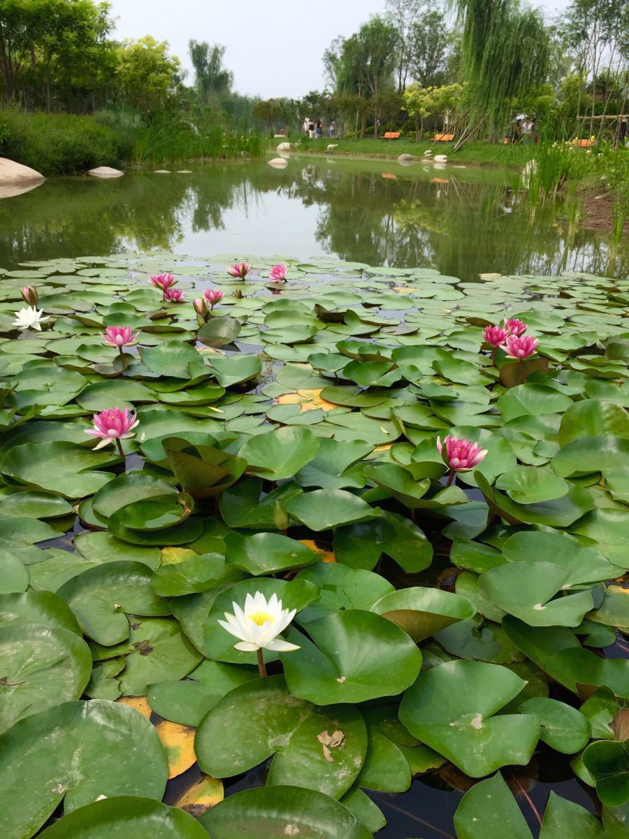 武清南湖綠博園