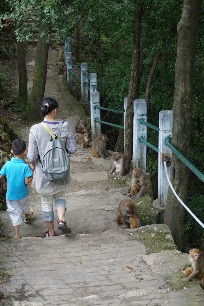 三岭湾猕猴观赏园图片