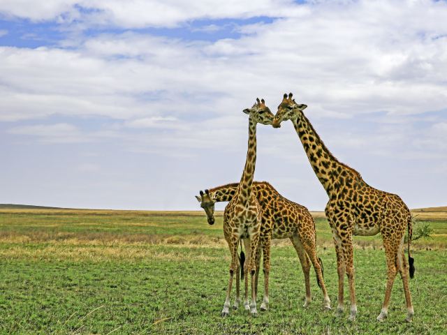 塞伦盖蒂国家公园