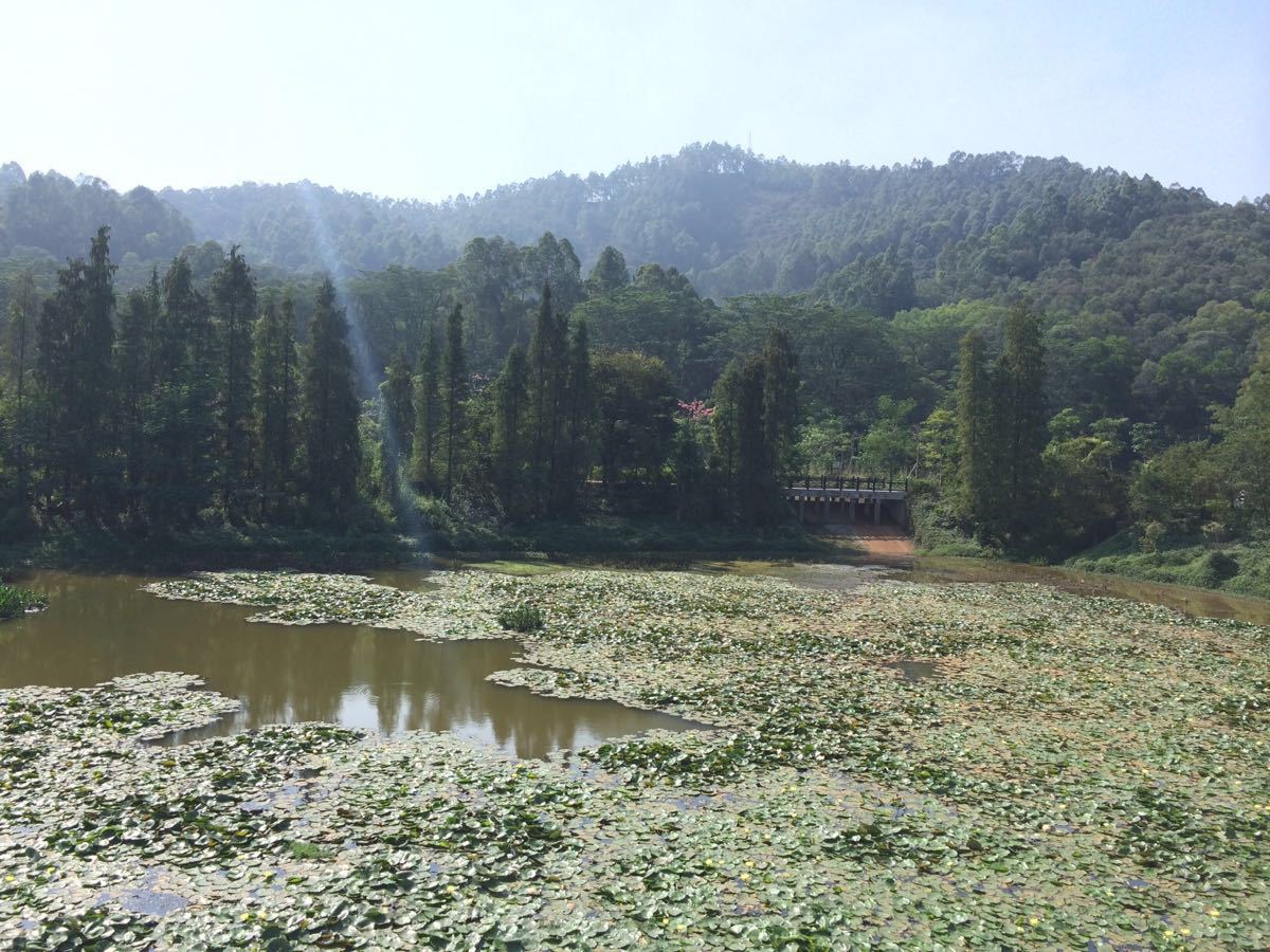 大夫山森林公園