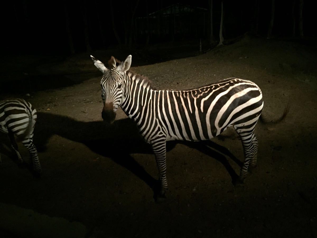 清迈夜间动物园