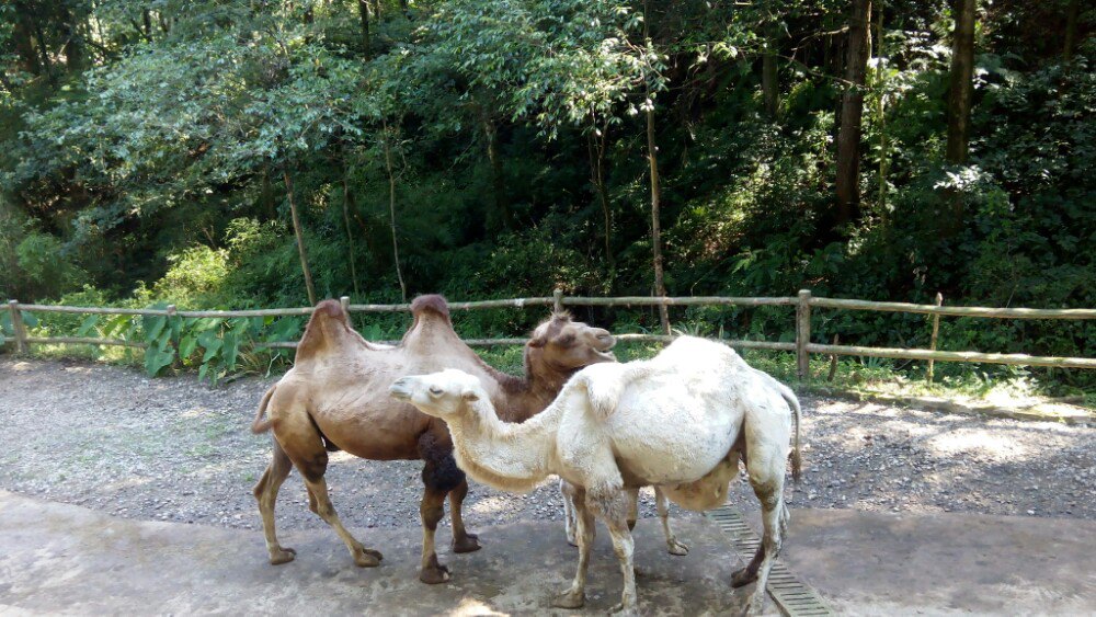 2019碧峰峽野生動物園_旅遊攻略_門票_地址_遊記點評,雅安旅遊景點