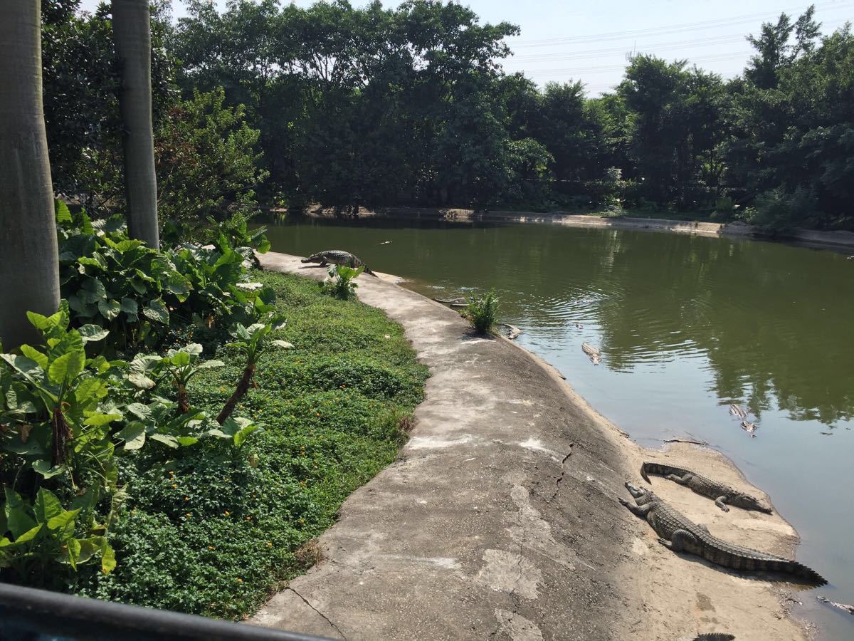 广州鳄鱼公园