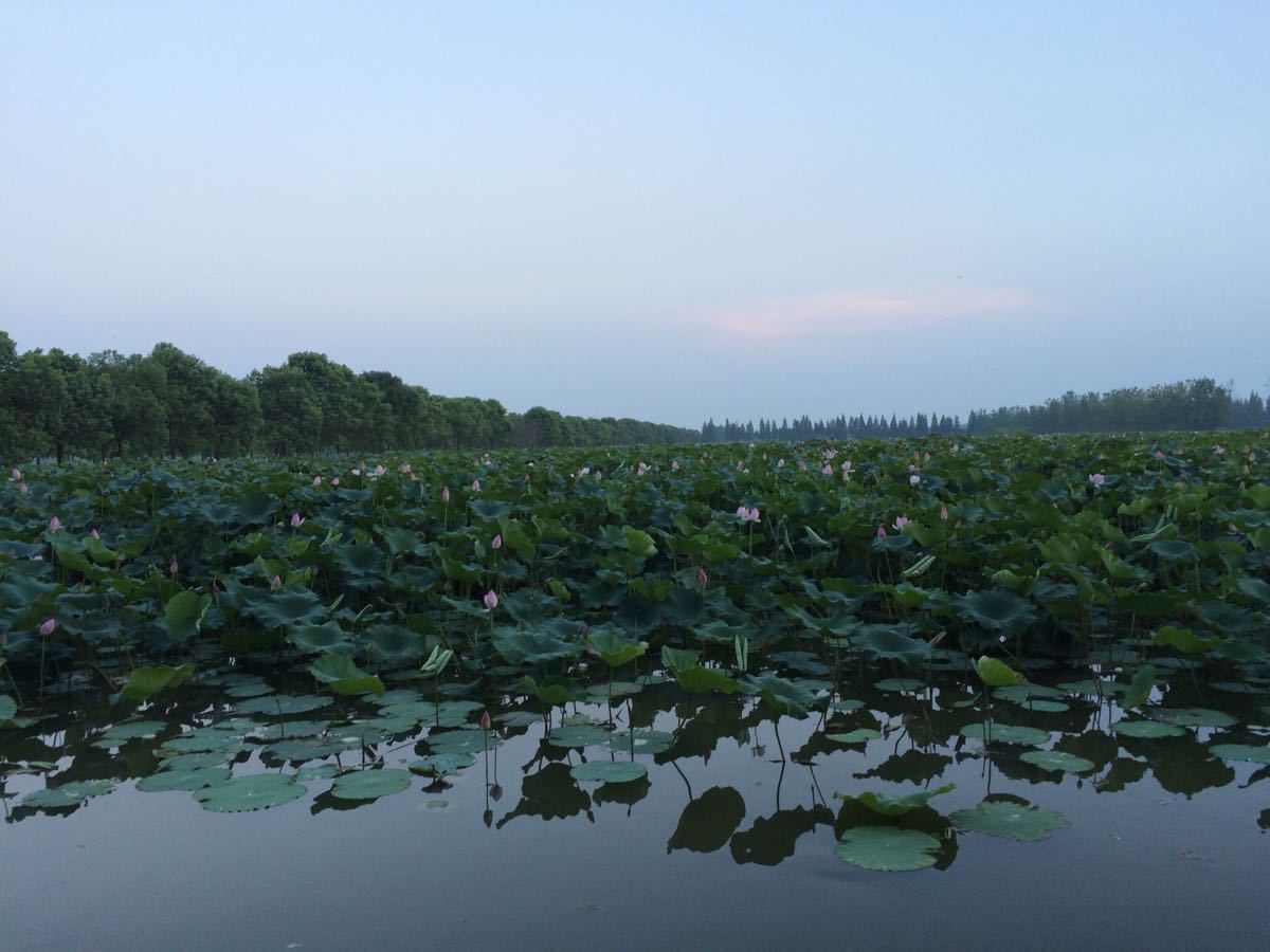 洪湖生態旅遊風景區