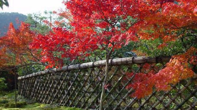 京都光悦寺攻略 光悦寺门票价格多少钱 团购票价预定优惠 景点地址图片 携程攻略