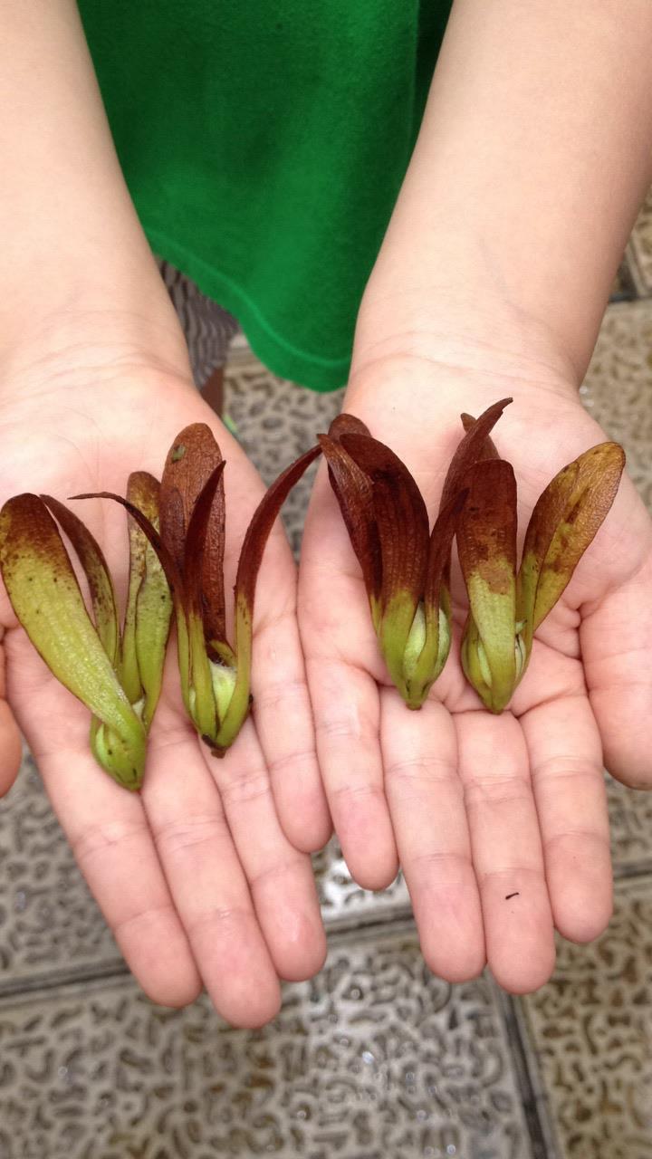 西双版纳自驾到望天树全程是高速公路吗?路况怎么样?