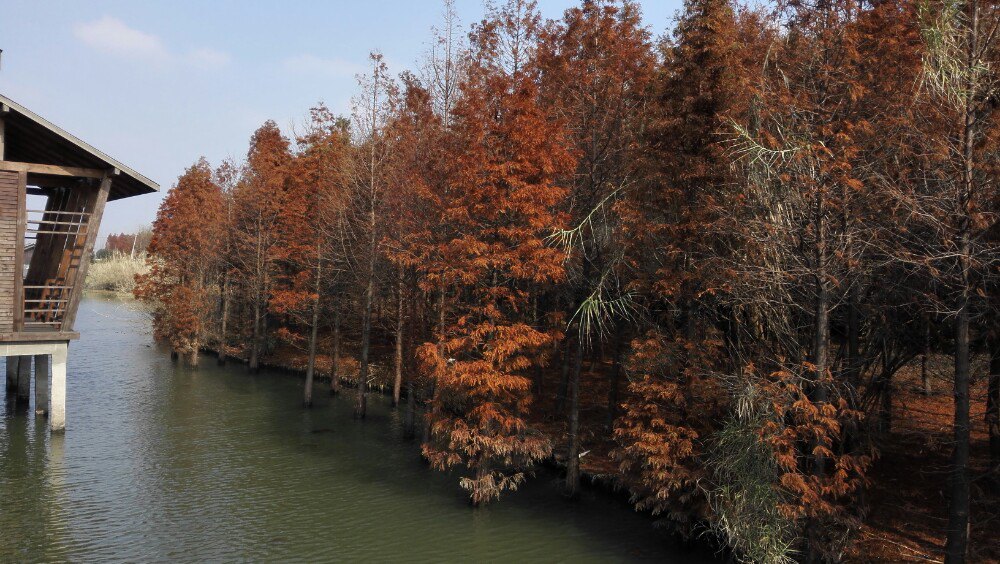 【攜程攻略】泰州溱湖國家溼地公園景點,天氣好的時候,沒有風,叫一個