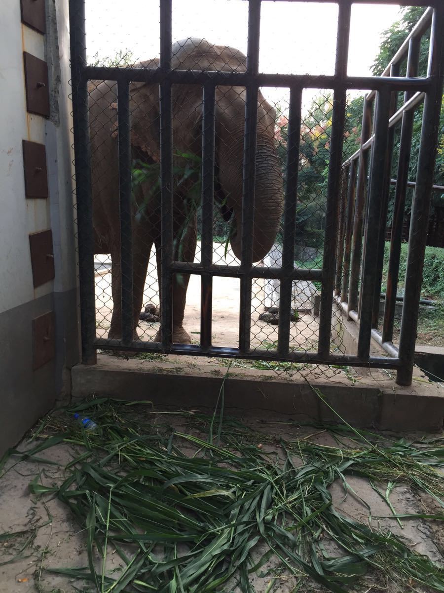 2019合肥野生動物園-旅遊攻略-門票-地址-問答-遊記點評,合肥旅遊旅遊