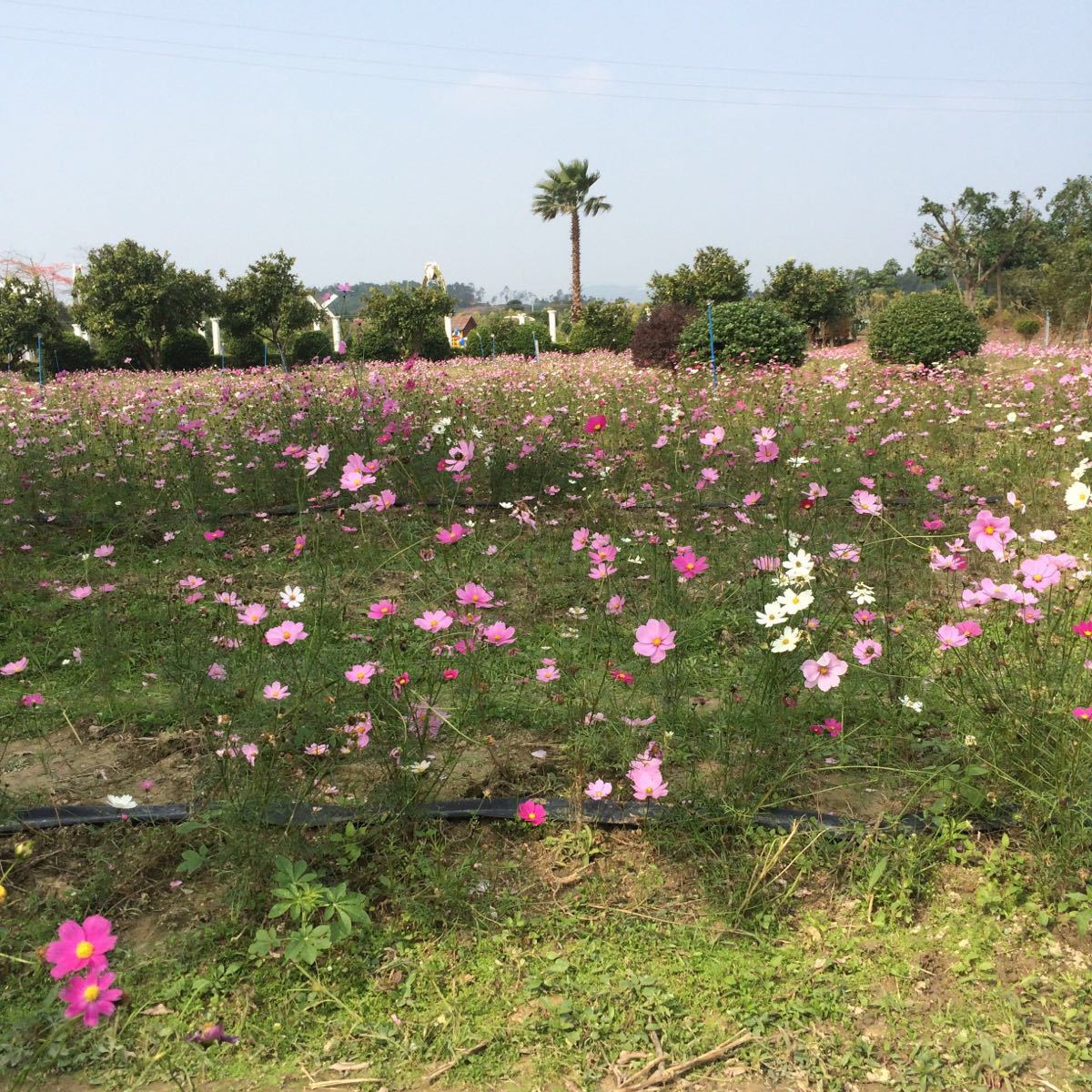 花都香草世界