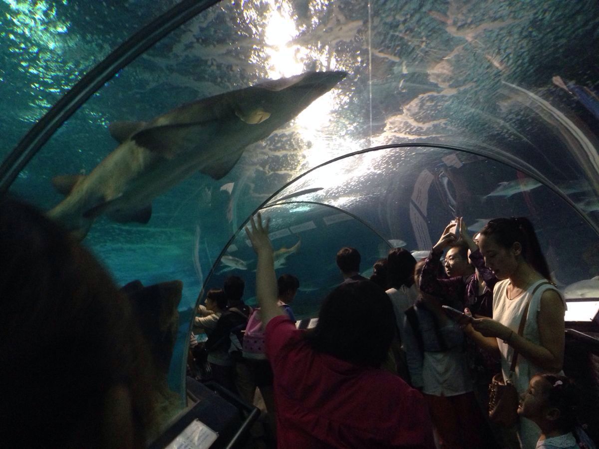 2020上海海洋水族館-旅遊攻略-門票-地址-問答-遊記點評,上海旅遊旅遊