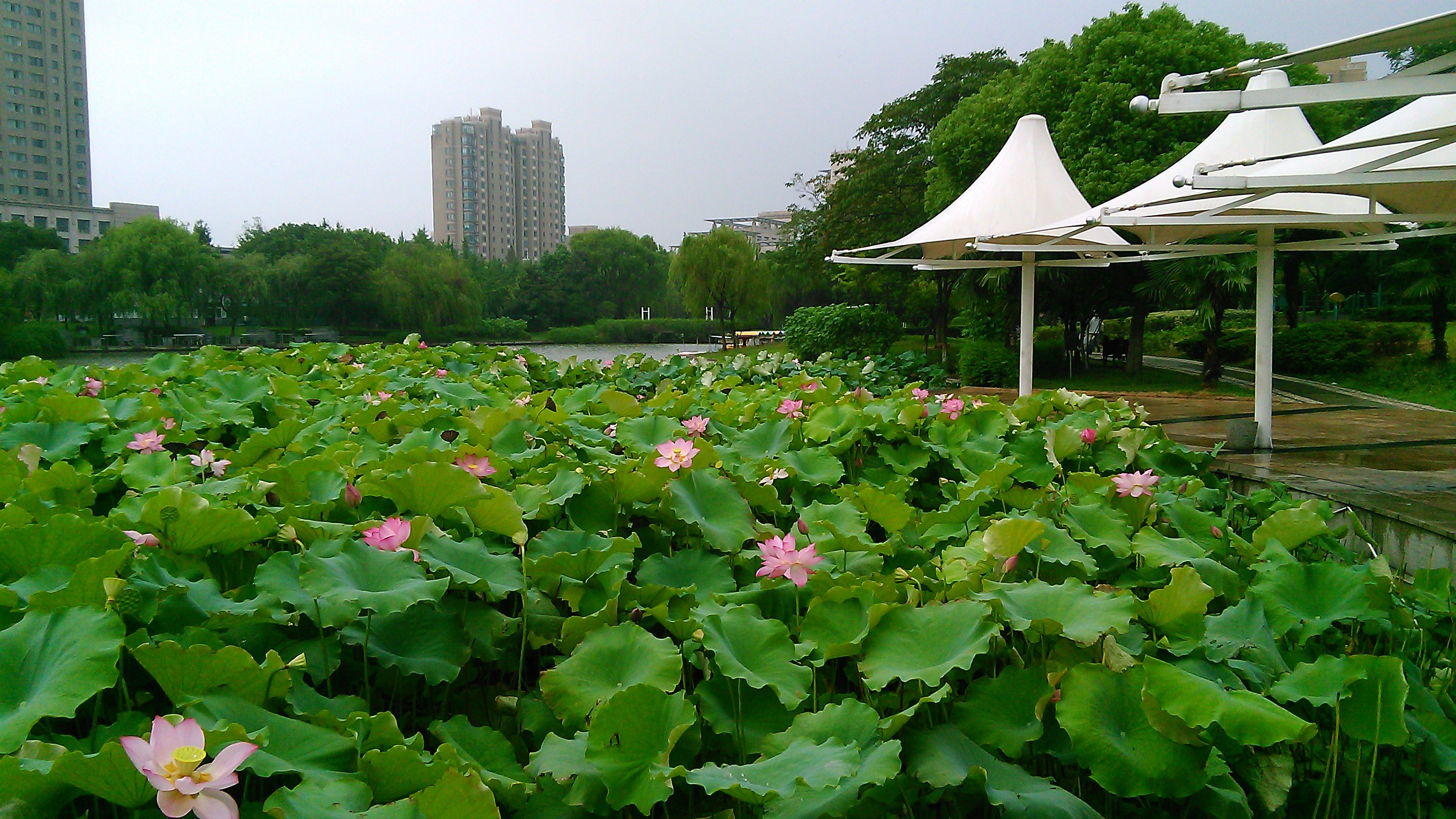 秋荷也爽.2015年8月16曰閒逛在嘉興秀洲公園