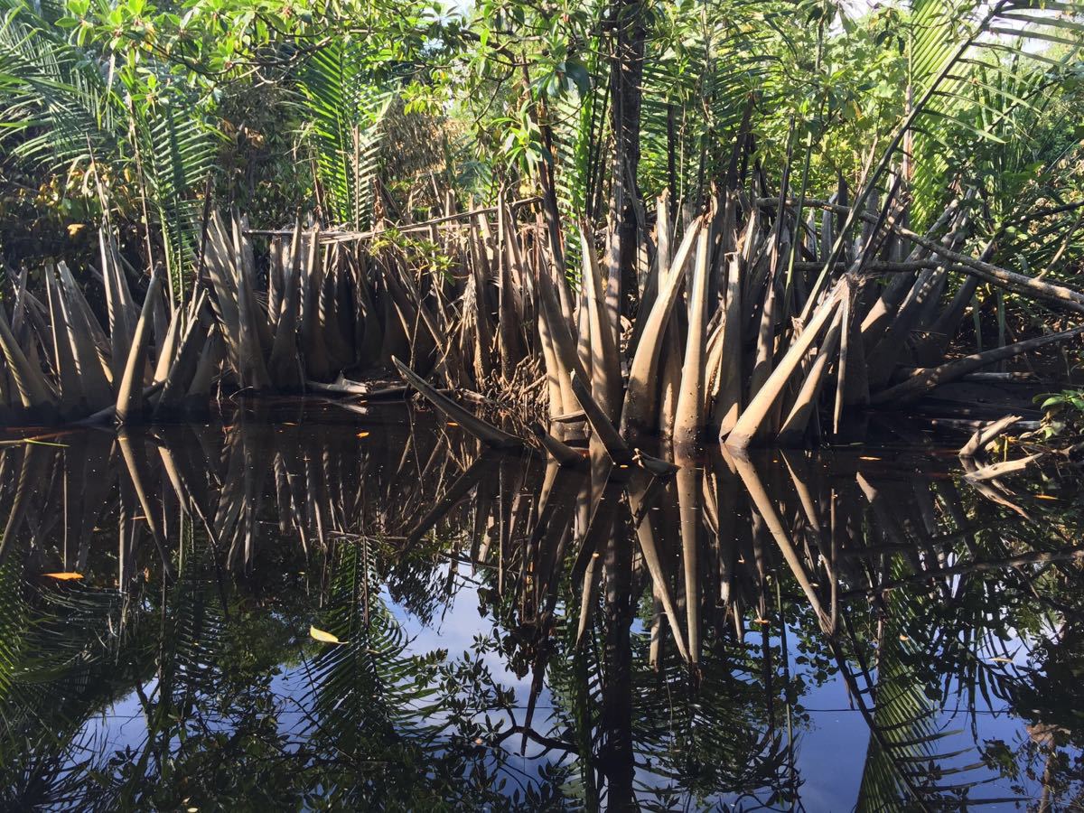 亚庇市区观光 红树林一日游【威士顿河域】