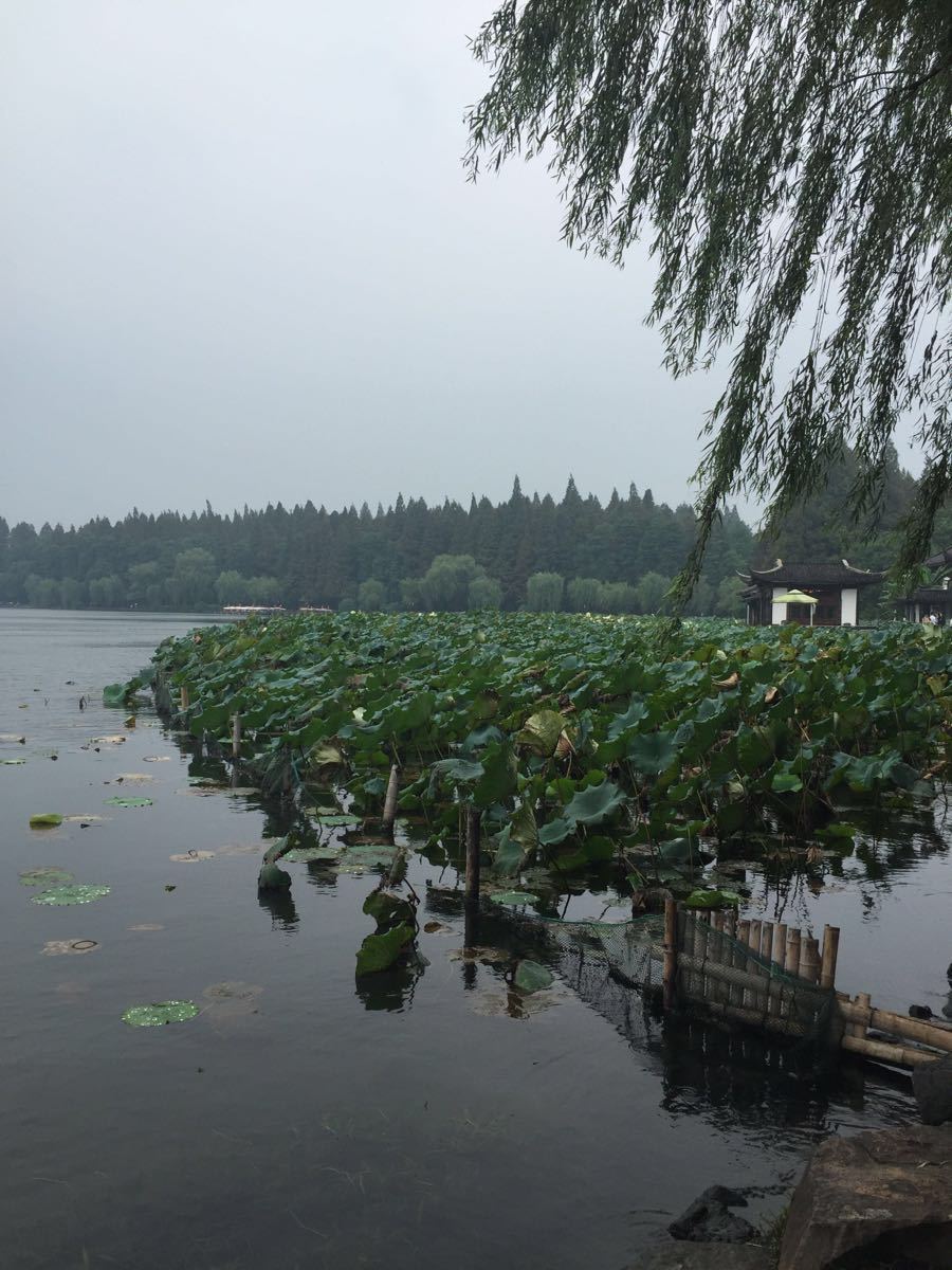 【攜程攻略】杭州西湖景點,雨天的西湖,天氣舒服,景色美麗,不虛此行.