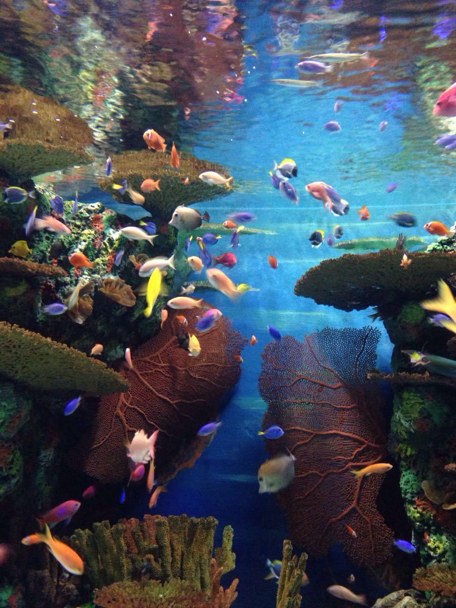 上海海洋水族馆 东方明珠外景一日游【常熟出发】