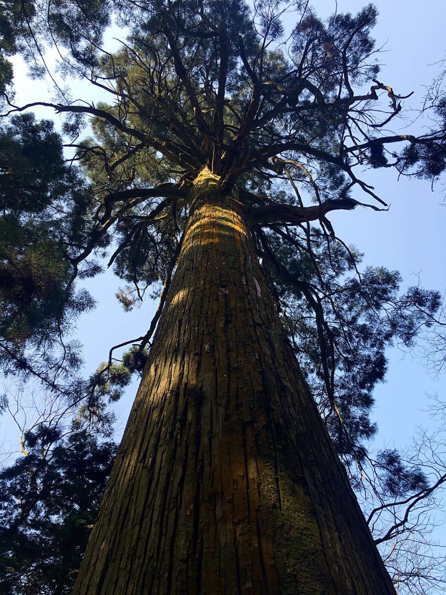 【携程攻略】庐山风景区三宝树景点,这树的形状蛮有意思的,看历史也挺