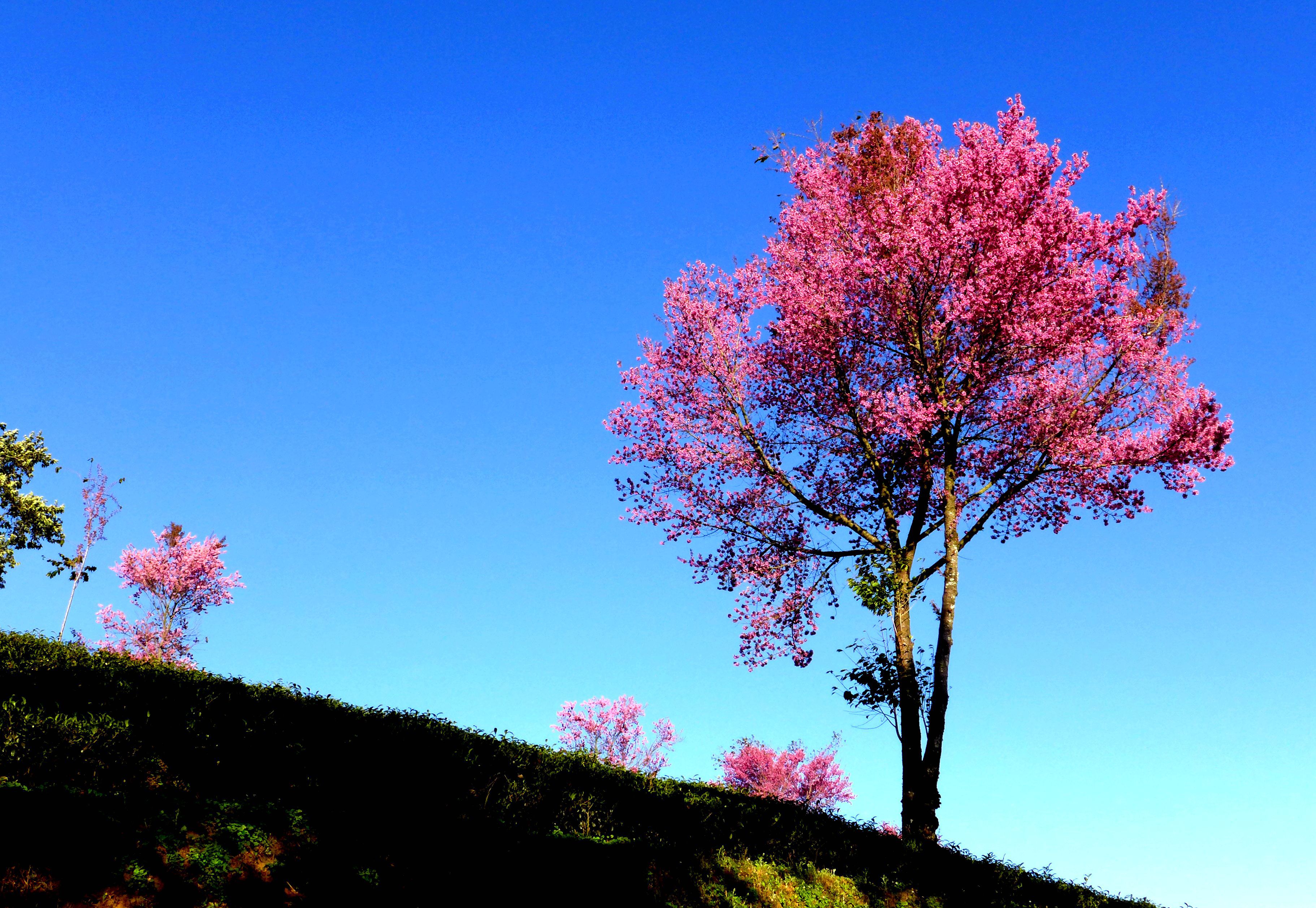 无量山樱花谷旅游景点攻略图
