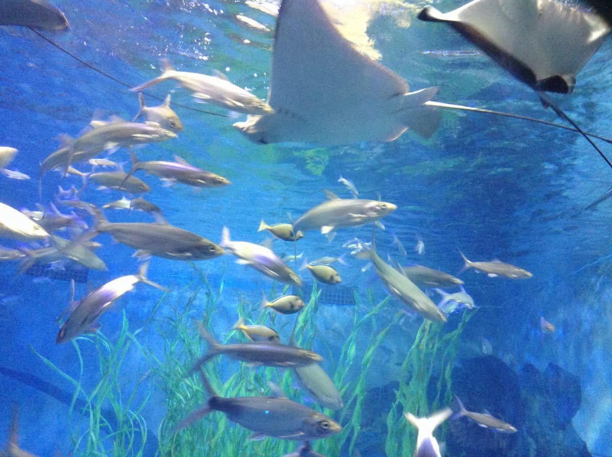 青岛海昌极地海洋公园