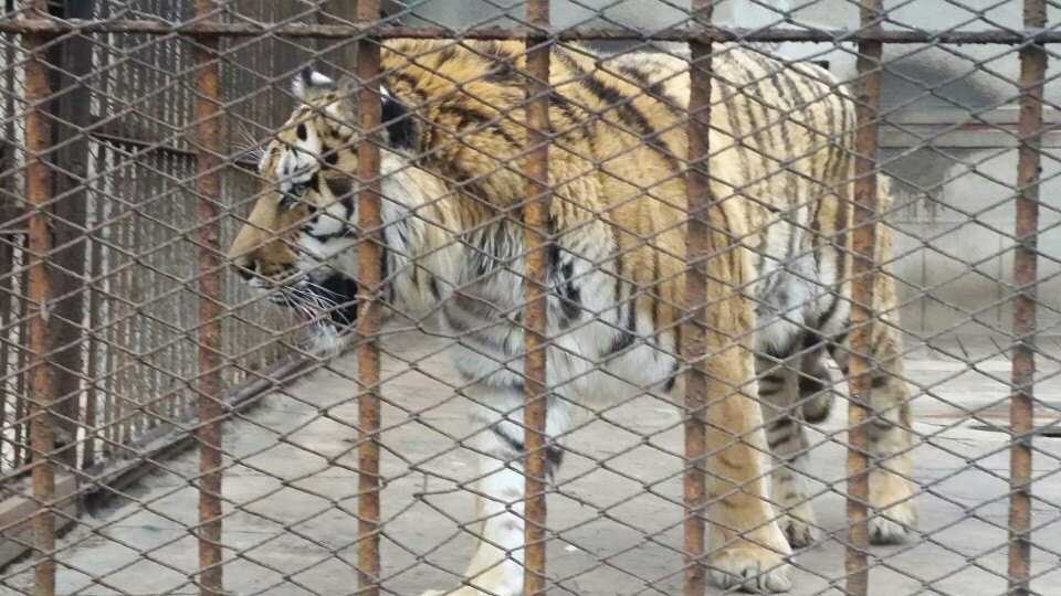 锦江山公园景点,去的时候偶遇大熊正在喝饮料,萌萌哒~小动物们都很