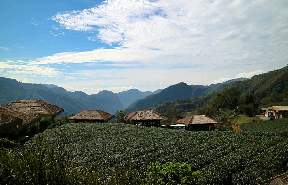 嘉義市阿里山高山茶葉購物攻略,阿里山高山茶葉物中心/地址/電話/營業