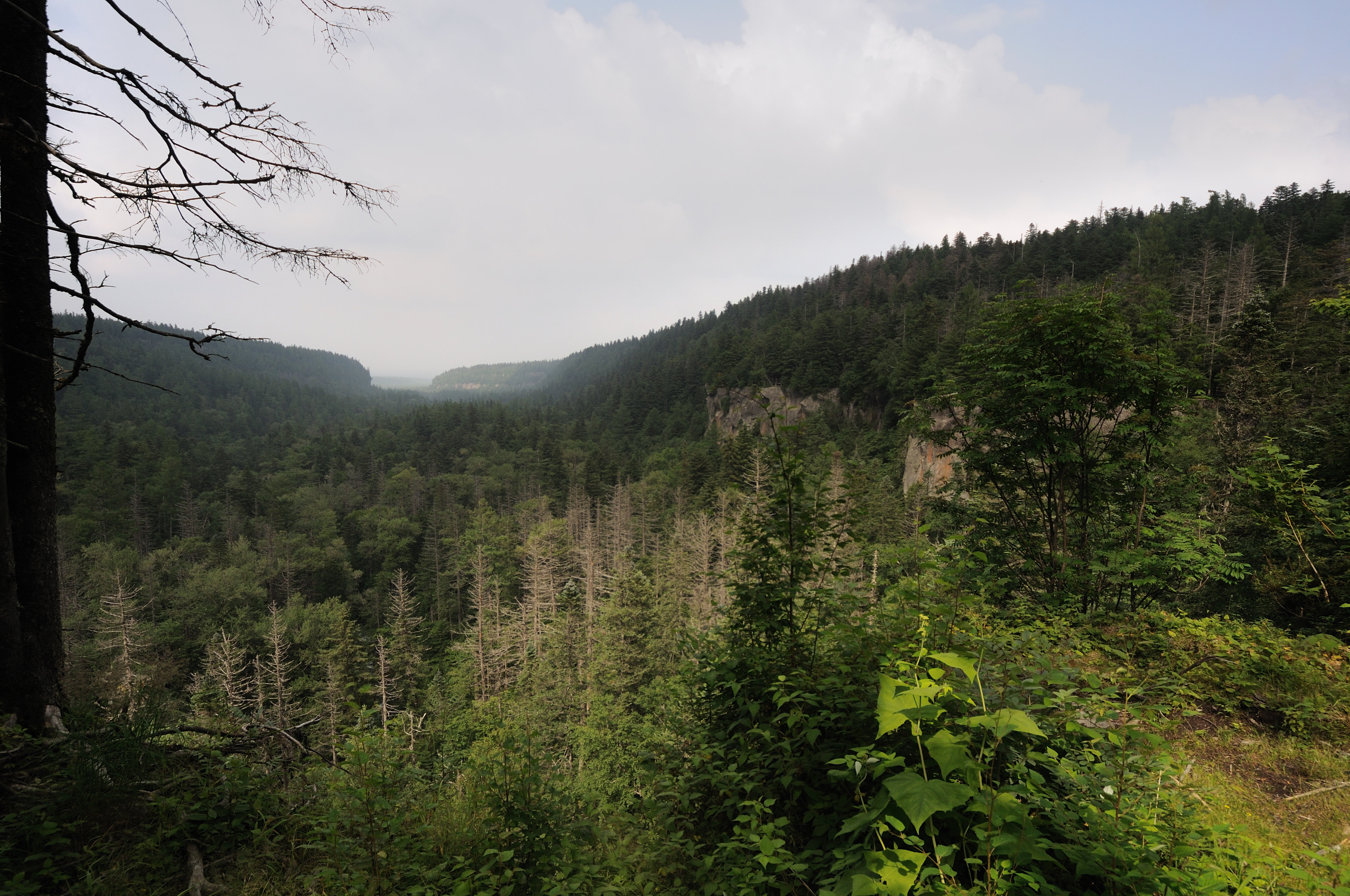 【携程攻略】长白山北坡谷底林海景点,如此大规模大面积的森林土地