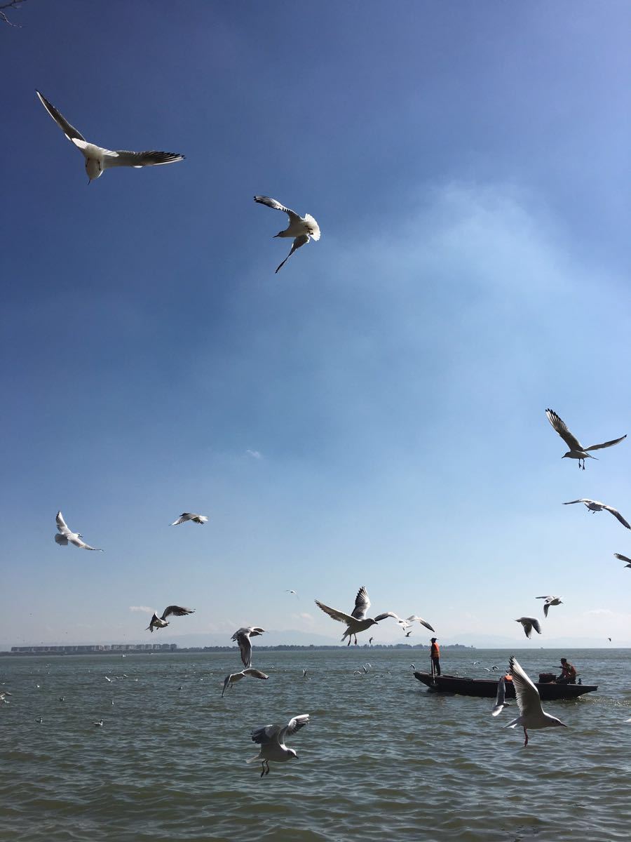 【携程攻略】昆明滇池景点,超美,海鸥特别多,可以买吃食喂海鸥.