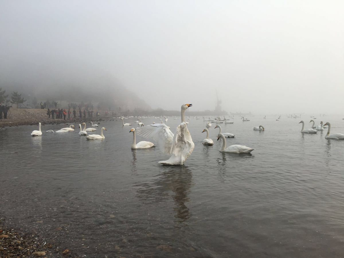 【攜程攻略】威海榮成天鵝湖省級旅遊度假區景點,每年有上千只天鵝到