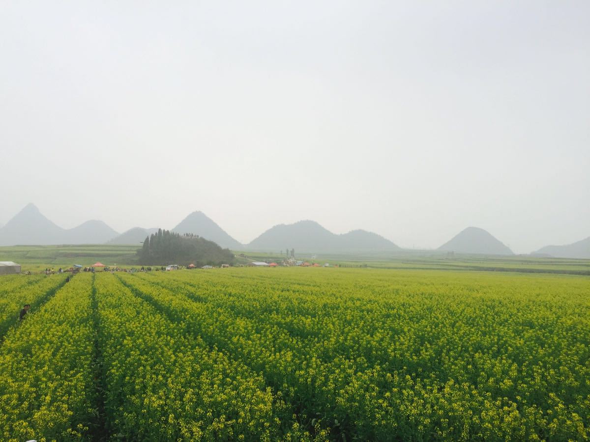 羅平油菜花景區