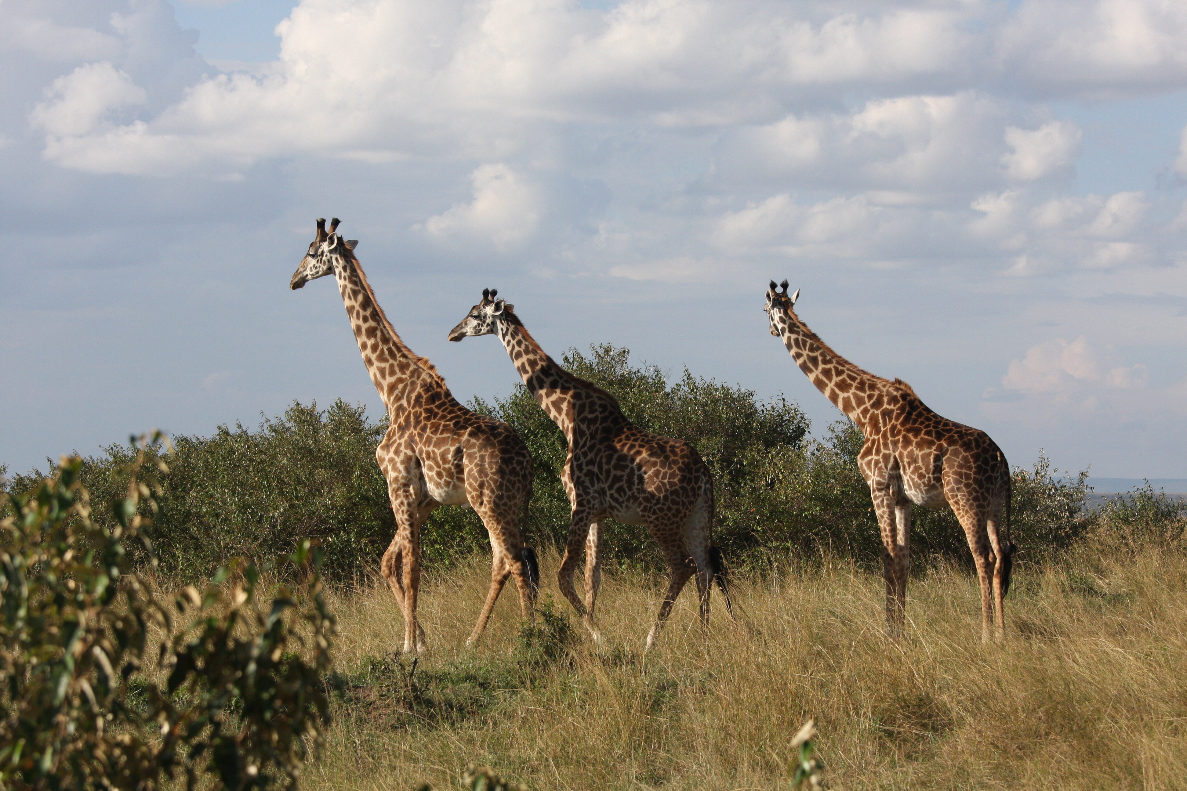马赛马拉国家保护区