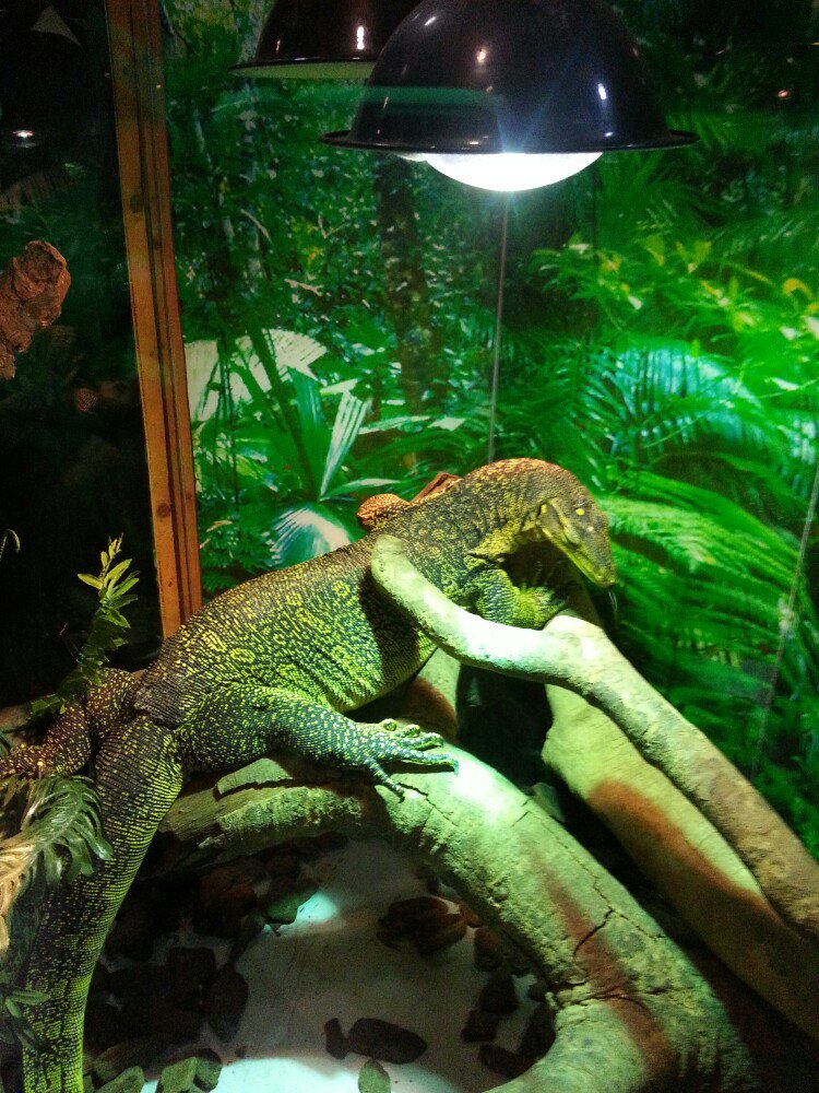 广东广州鳄鱼公园景点,鳄鱼公园里面除了鳄鱼还有很多动物可以看的