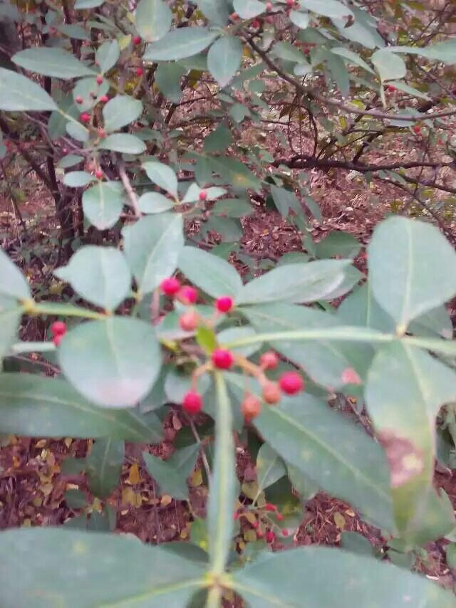 野花椒路边的野花黄蔷薇如果你喜欢春天踏青，这里再合适不过了