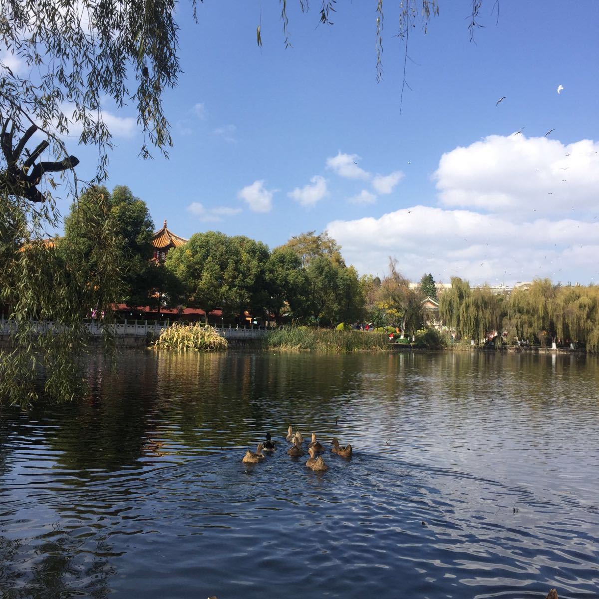 2019翠湖公園_旅遊攻略_門票_地址_遊記點評,昆明旅遊景點推薦 - 去