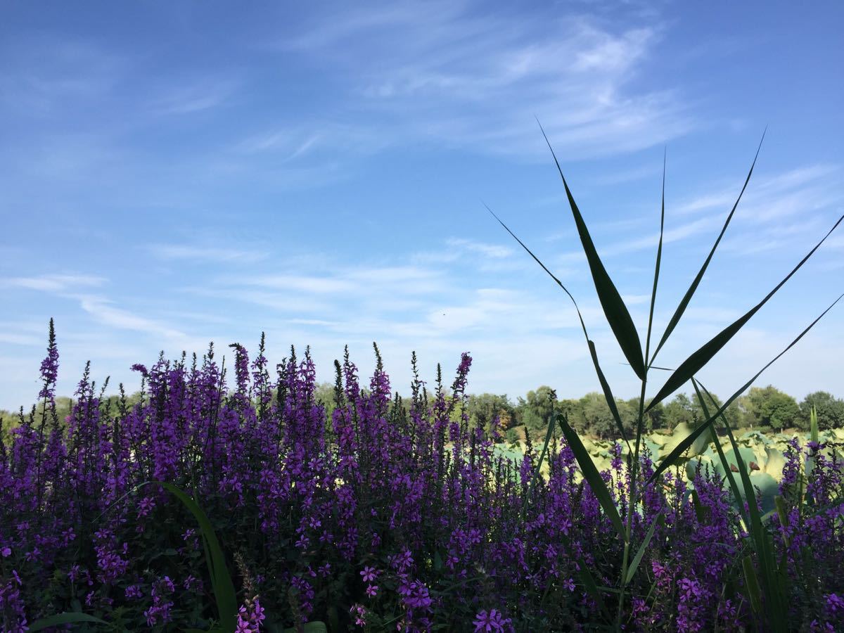 【携程攻略】北京圆明园景点,微风吹拂的下午 在圆明园慢悠悠的行走