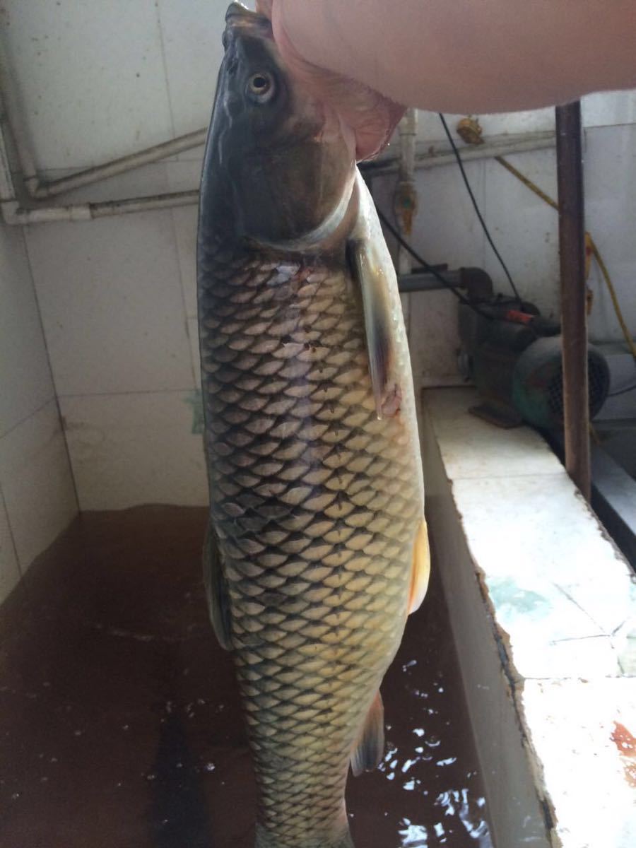 谁能告诉我,银川最近有什么地方可以钓到20斤以上的草鱼啊