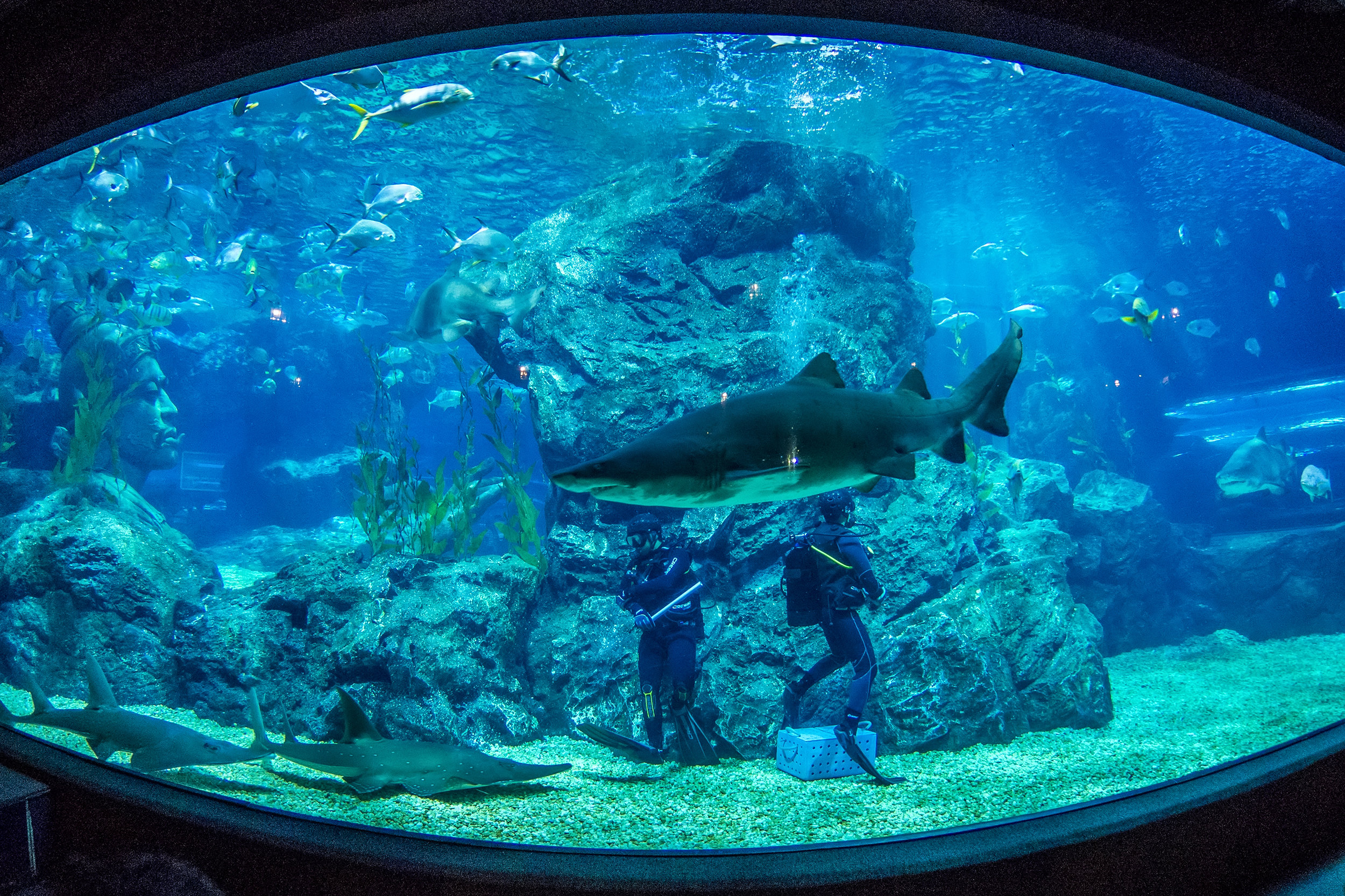 拔草网红自然餐厅·畅游暹罗水族馆·观西蒙人妖秀【赠2500_1666