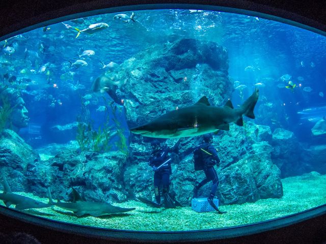 曼谷暹罗海洋世界