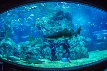 情迷蔚蓝世界 | 这些迷人的水族馆，看看你去过几个？