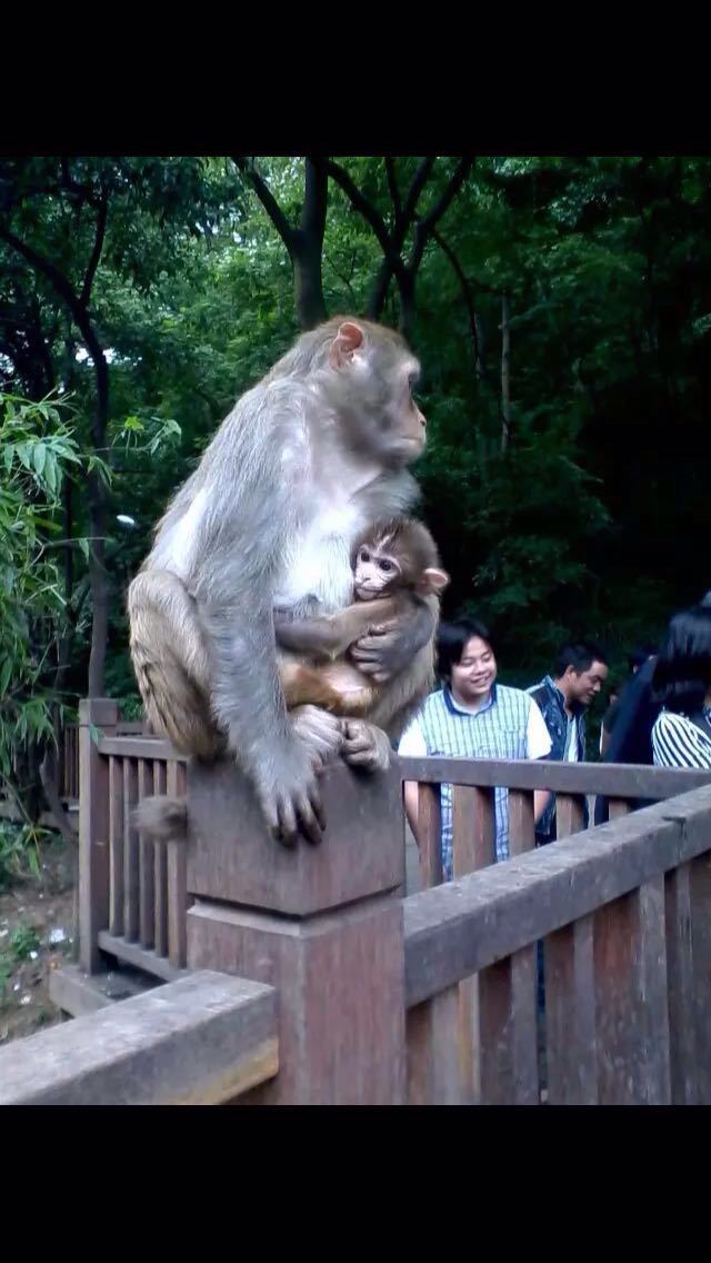 三岭湾猕猴观赏园图片