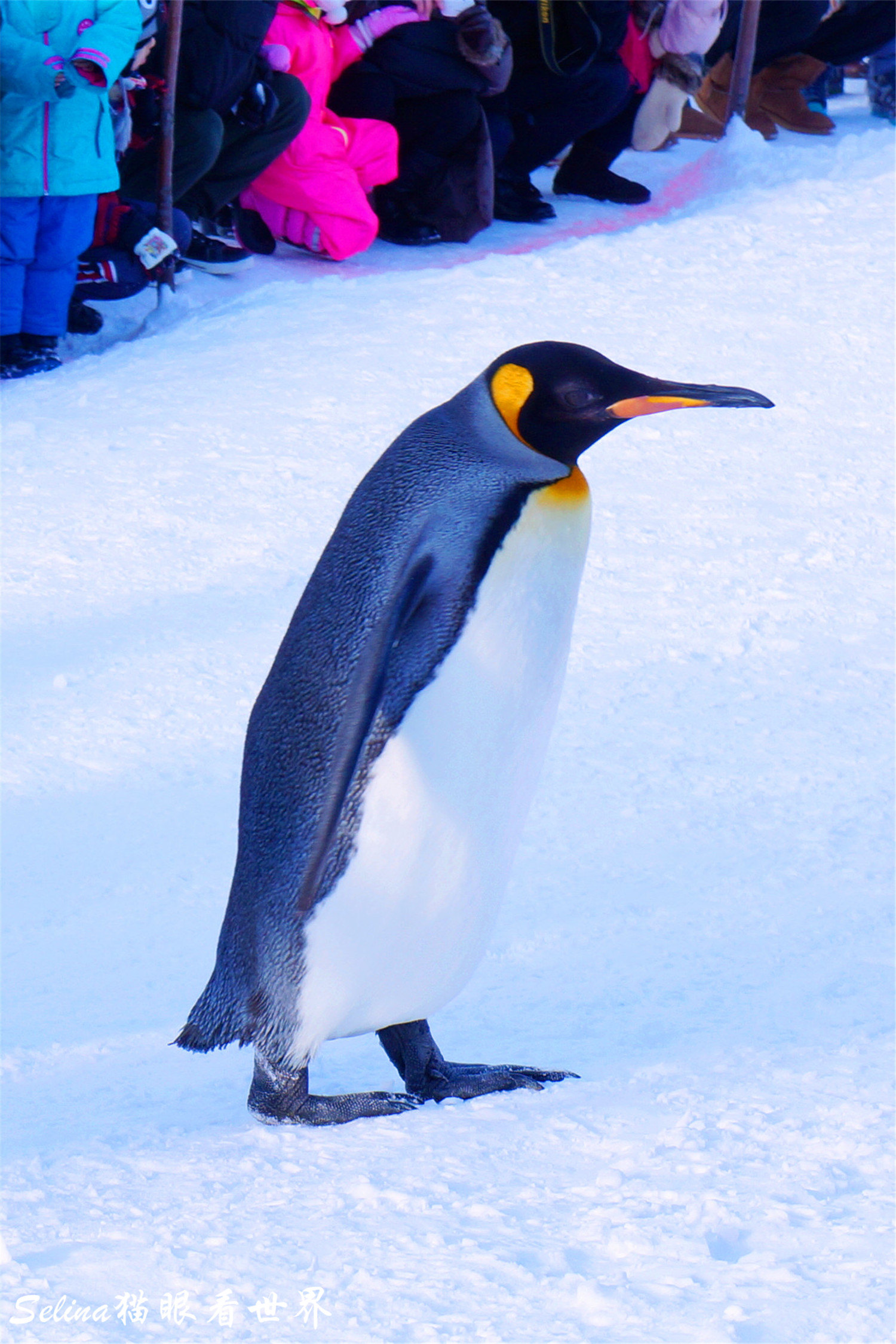 为什么是"最萌的"动物园?因为可以看到萌萌的企鹅散步哦!