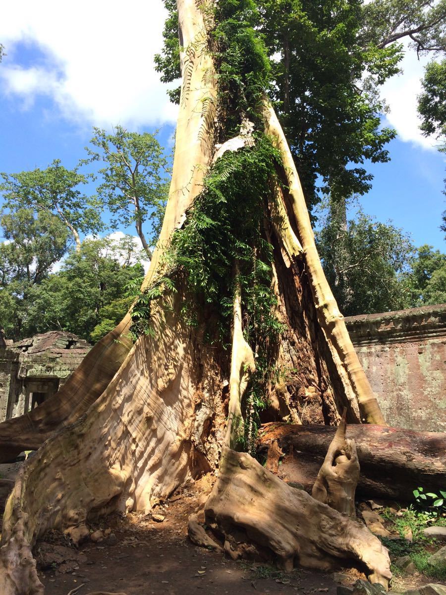 盘根错节的空心树,让人感叹大自然的鬼斧神工,和那些千年古树相比