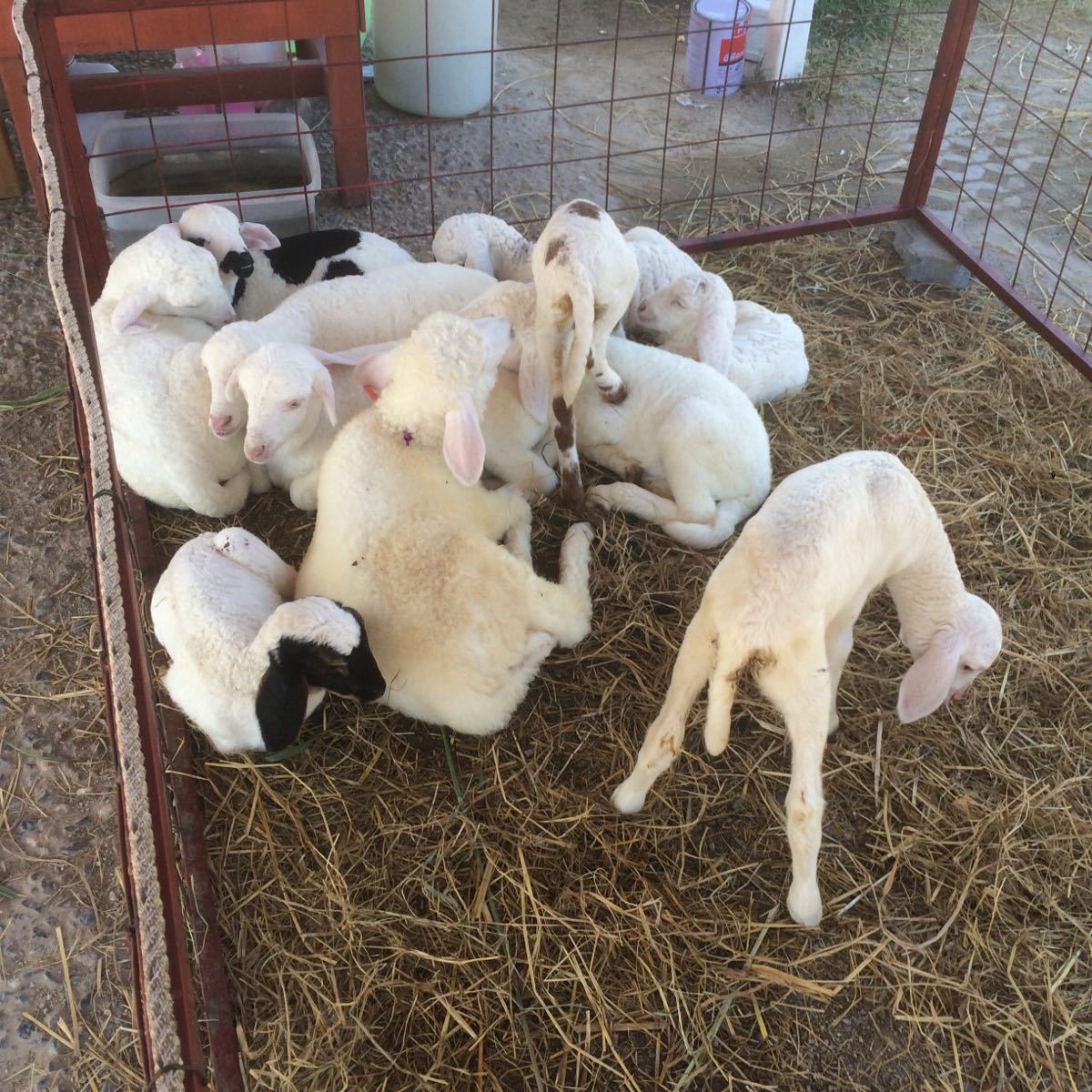 华欣瑞士绵羊牧场