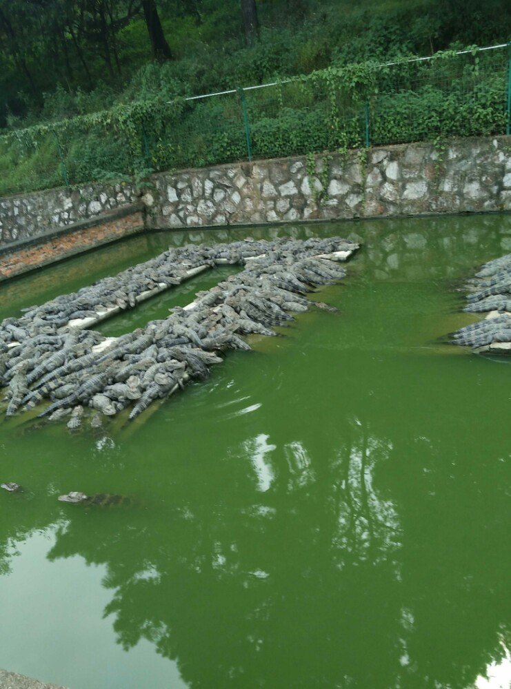 2019鳄鱼湖-旅游攻略-门票-地址-问答-游记点评,宣城旅游旅游景点