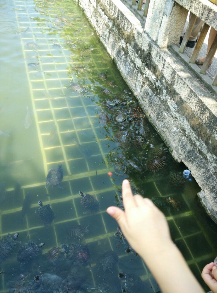 南普陀寺-放生池