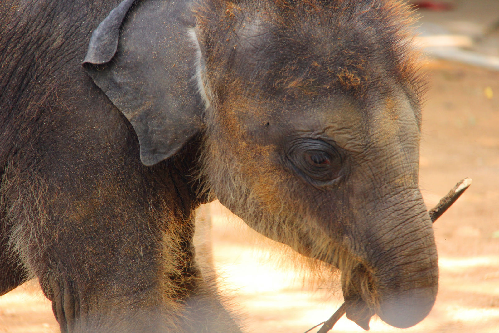有胎毛的可爱小象# 小象也和bb一样的,有胎毛哦.