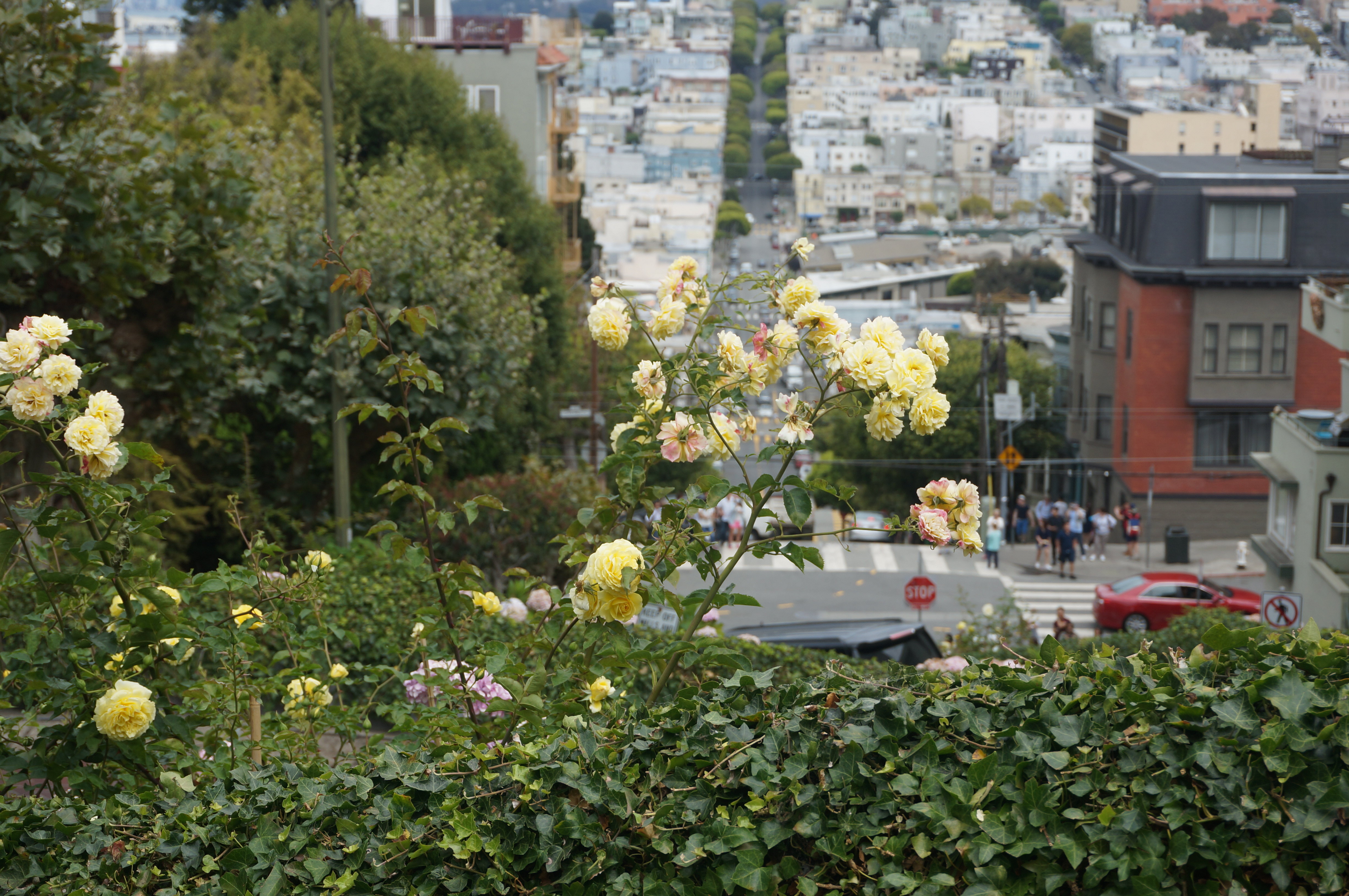 【携程攻略】旧金山九曲花街适合朋友出游旅游吗,九曲花街朋友出游