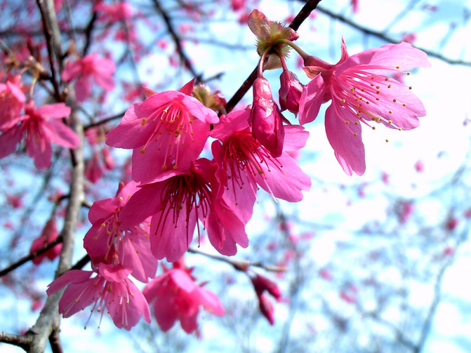 美丽与短暂共存--记新丰樱花峪赏樱之旅