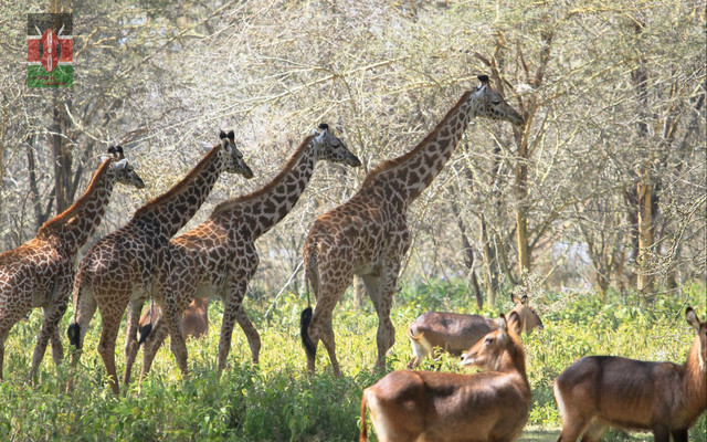 非洲 · Kenya · 自然游猎之旅 Day1-3(1)
