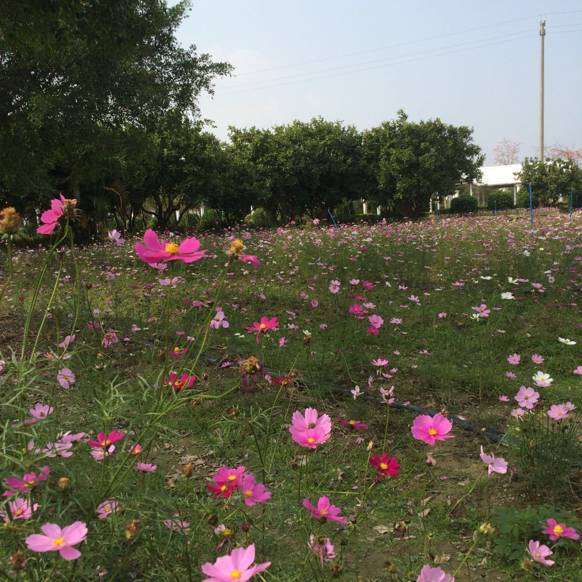 花都香草世界