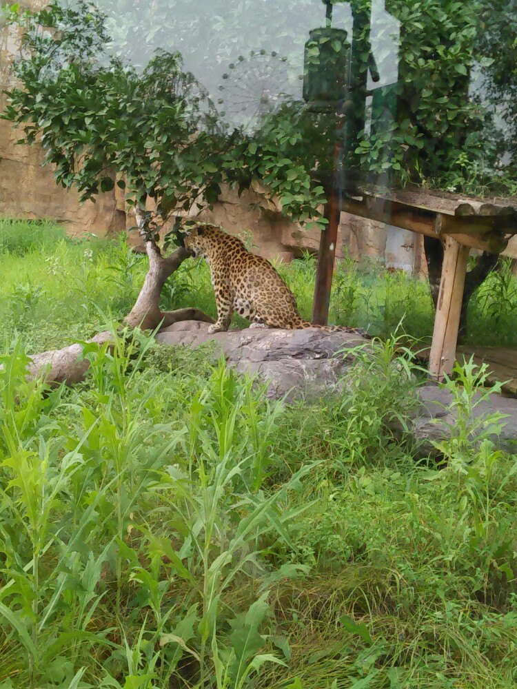 【攜程攻略】長沙長沙生態動物園適合家庭親子旅遊嗎,長沙生態動物園